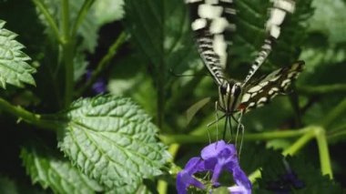 Beyaz Amiral kelebek bir çiçeğin üzerinde oturuyor ve kanatlarını çırpıyor.