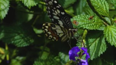 Beyaz Amiral kelebek bir çiçeğin üzerinde oturuyor ve kanatlarını çırpıyor.