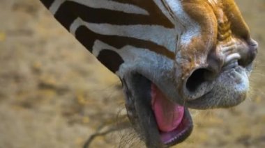 Zebra kafasının etrafını sarın, aşağı yukarı eğilin..