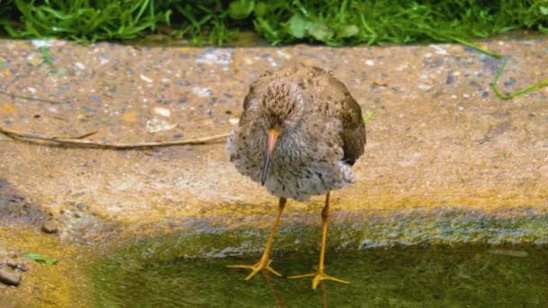 Close Wading Bird Cleaning Self His Feet — Stock Video