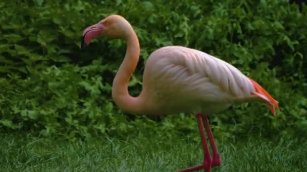 Close Flamingos Standing Meadow — Stock Video