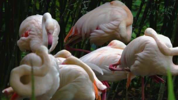 Close Flamingos Standing Meadow — Stock Video