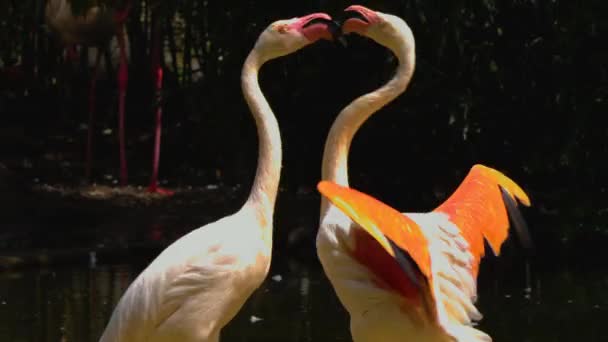 Close Flamingos Prado Lutando — Vídeo de Stock