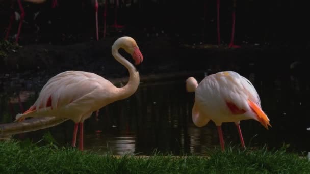 Close Flamingos Standing Meadow Fighting — Stock Video