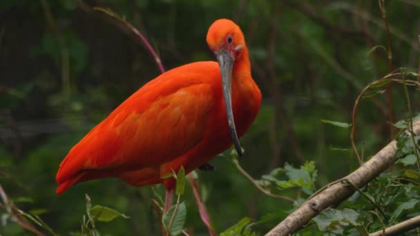 Zamknij Red Scarlet Ibis Siedzi Gałęzi Rozgląda Się — Wideo stockowe