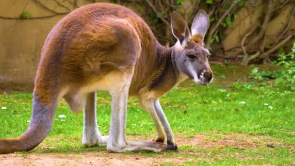 カンガルーは晴れた日に牧草地で放牧しています — ストック動画