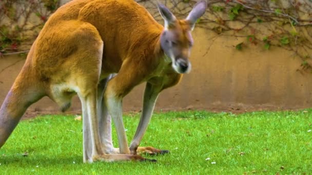 Kangourou Paître Sur Une Prairie Par Une Journée Ensoleillée — Video