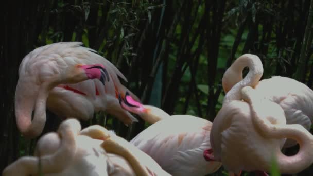 Gros Plan Flamants Roses Debout Sur Une Prairie — Video