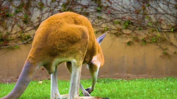 Kanguru Güneşli Bir Günde Çayırda Otluyor — Stok video