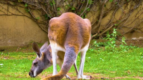 Kangaroo Grazing Meadow Sunny Day — Stock Video