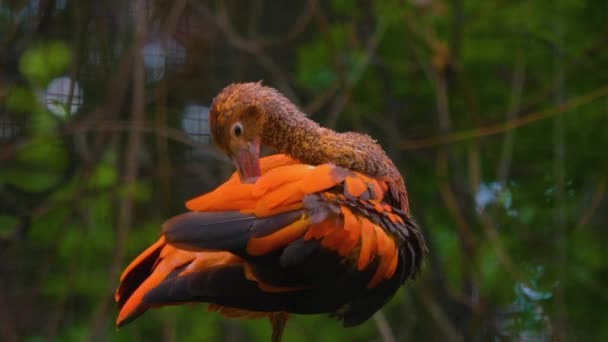 Kırmızı Bir Ibis Yakın Bir Dal Üzerinde Oturuyor Etrafa Bakıyor — Stok video