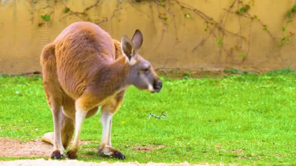 カンガルーは晴れた日に牧草地で放牧しています — ストック動画