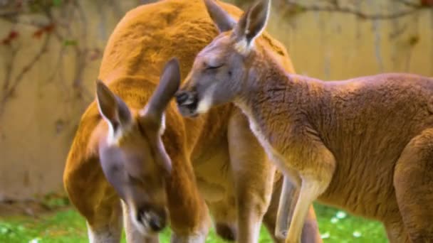 Känguru Betar Äng Solig Dag — Stockvideo