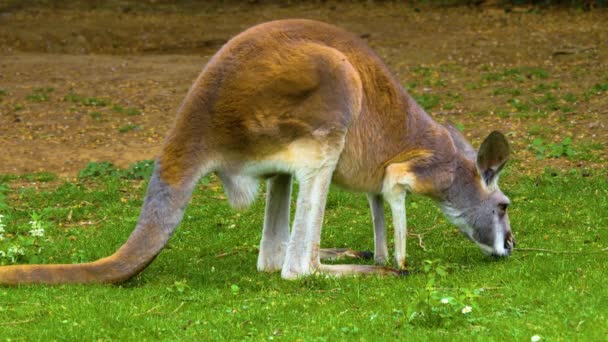 カンガルーは晴れた日に牧草地で放牧しています — ストック動画