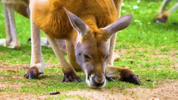 カンガルーは晴れた日に牧草地で放牧しています — ストック動画