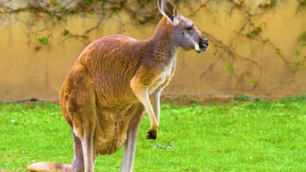 カンガルーは晴れた日に牧草地で放牧しています — ストック動画