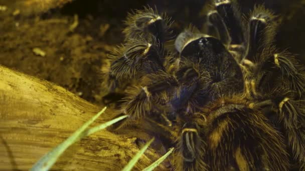 Tarantula Van Achteren Het Zelf Schoonmaken Vogelspin — Stockvideo