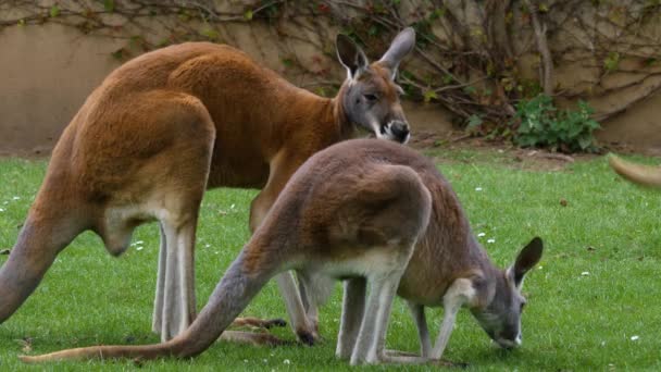 Kanguru Güneşli Bir Günde Çayırda Otluyor — Stok video
