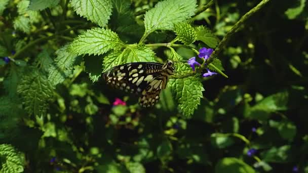 White Admiral Butterfly Sitting Flower Flapping Wings — Stock Video