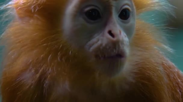 Primo Piano Javan Lutung Scimmia Mangiare Foglie Gambo — Video Stock