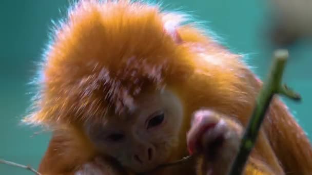 Close Javan Lutung Macaco Comendo Folhas Caule — Vídeo de Stock