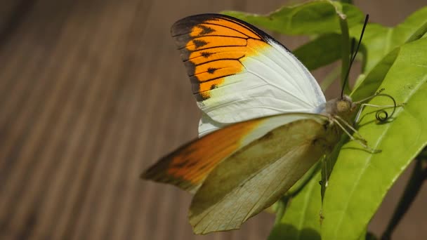 Mariposa Blanca Con Alas Anaranjadas Extendiendo Tubo Bucal — Vídeos de Stock