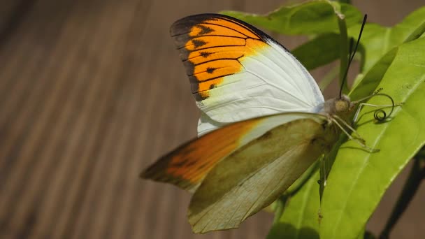 Borboleta Branca Com Asas Laranja Derrubadas Espalhando Seu Tubo Bucal — Vídeo de Stock