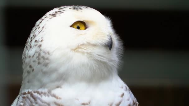 Close Snowy Owl Tilt Feed Head — Stock Video