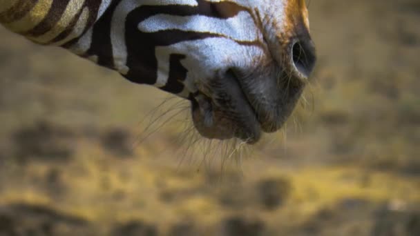 Közelkép Zebra Fejét Áll Körül Dönthető Fel — Stock videók