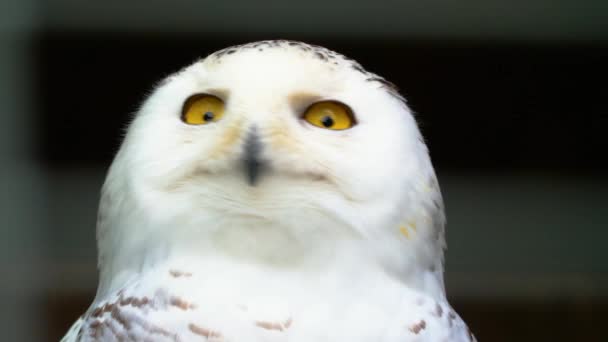 Close Snowy Owl Tilt Feed Head — Stock Video