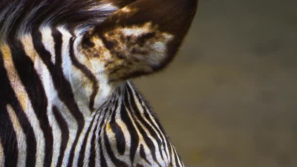 Zblízka zebra hlava stojí kolem naklánět nahoru a dolů.