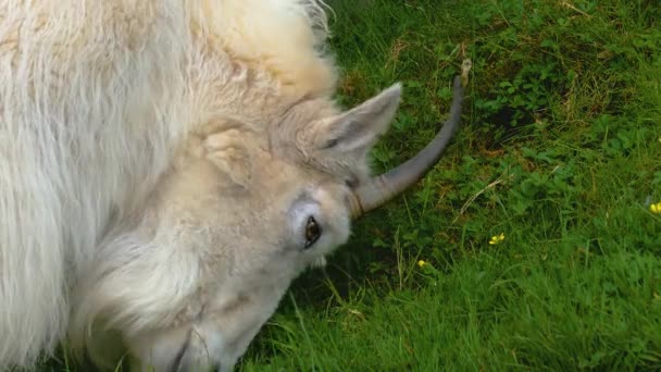 Gros Plan Herbe Chèvre Montagne Rocheuse Sur Une Prairie — Video