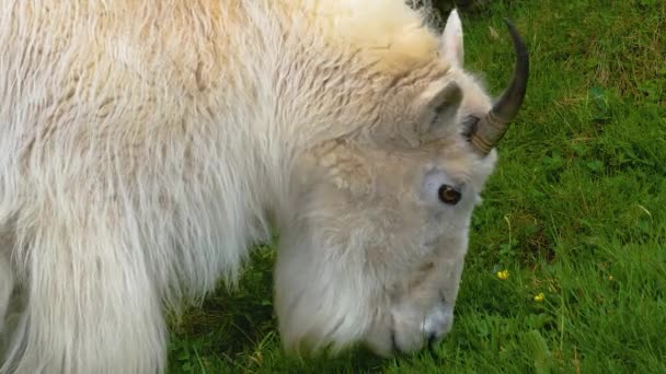 Närbild Steniga Bergsget Som Gräver Äng — Stockvideo