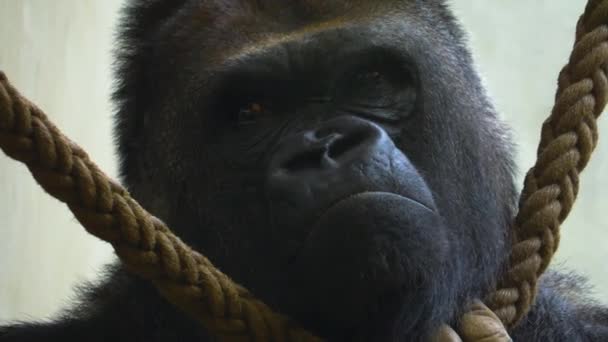 Gorila Descansa Barbilla Cuerda Columpio — Vídeo de stock