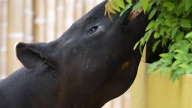 Malezya tapir kafasının yakınından burnunu oynatarak etrafa bakınıyor.