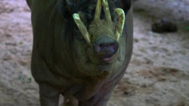 Bir babirusa, aynı zamanda geyik-domuz olarak da bilinir, yüzüne yakın.