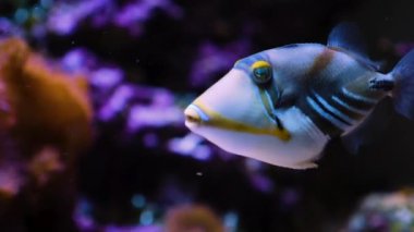 Picasso Balığı hala suda yüzüyor.