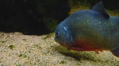 Yerde yüzen piranhalara yaklaş.