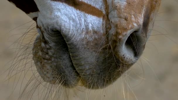 Nahaufnahme Des Zebrakopfes Der Herum Steht Kippt Auf Und — Stockvideo