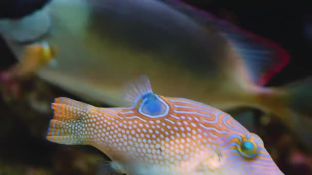 Kirpi Balığı Yerde Yüzüyor — Stok video