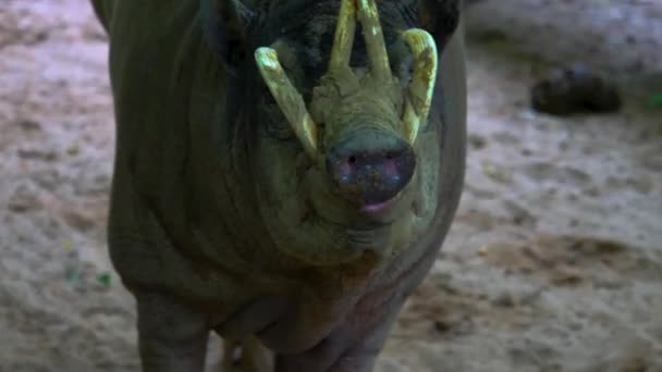 一只狒狒 也叫鹿猪 紧贴着脸 — 图库视频影像