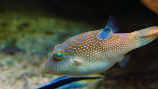 Puffer Fish Swimming Ground — Stock Video