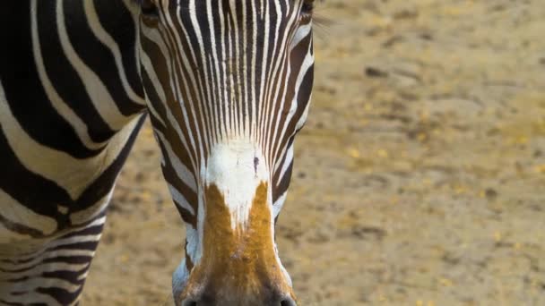 Primo Piano Della Testa Zebra Piedi Intorno Inclinare Giù — Video Stock