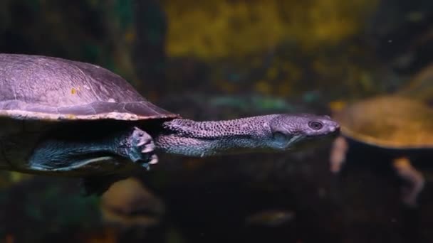 Schlangenhals Wasserschildkröte Taucht Mit — Stockvideo