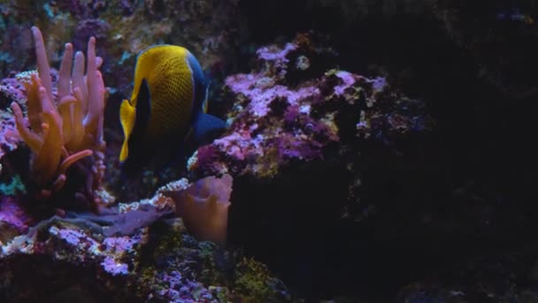 Pez Ángel Amarillo Azul Nadando Cerca Del Coral Con Rocas — Vídeos de Stock