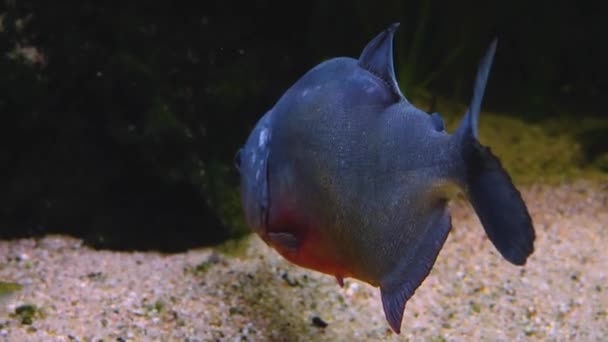 Close Piranha Nadando Chão — Vídeo de Stock