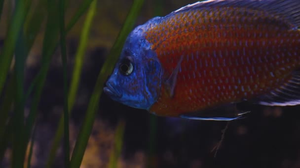 Modrý Červený Cichlid Plave Postranními Ploutvemi Které Jemně Pohybují Vedle — Stock video