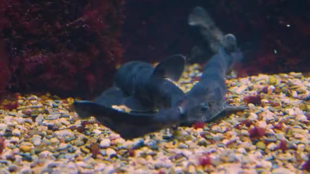 Dois Tubarões Gato Nadando Debaixo Água Chão — Vídeo de Stock