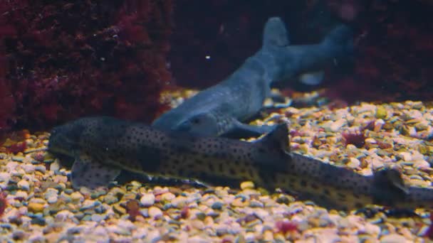 Δύο Γάτες Καρχαρίας Κολυμπάνε Κάτω Από Νερό Στο Έδαφος — Αρχείο Βίντεο