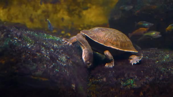 Snake Neck Water Turtle Diving Tree Log — Stock Video